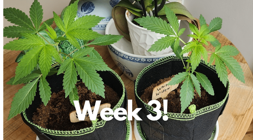 week 3 plants from auto-flowering STRNG seeds