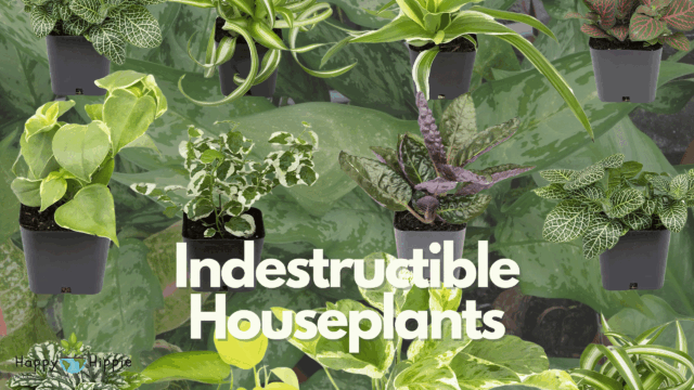 Indestructible Houseplants
