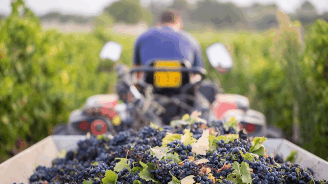 Food Prices Keep Fluctuating