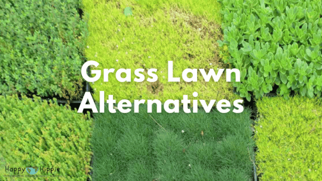 Grass Lawn Alternatives