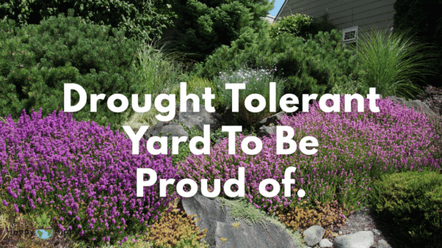drought-tolerant